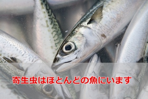 fish (2)
