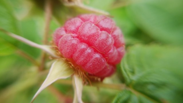 ラズベリーに虫が 中にいる白い虫は食べて大丈夫 対処法について